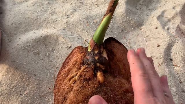 Кокосик часть 2 смотреть онлайн
