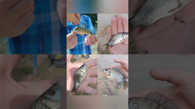 #карась #клёв #плотва #поплавок #рыбалка #тилапия смотреть онлайн