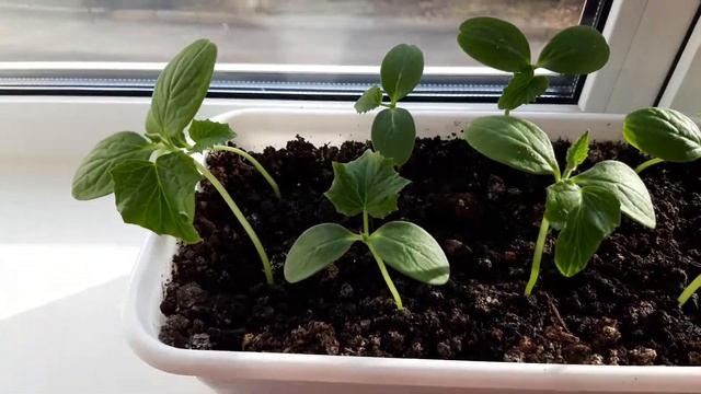 Как пересадить огурцы?!) И надо ли пересаживать? смотреть онлайн