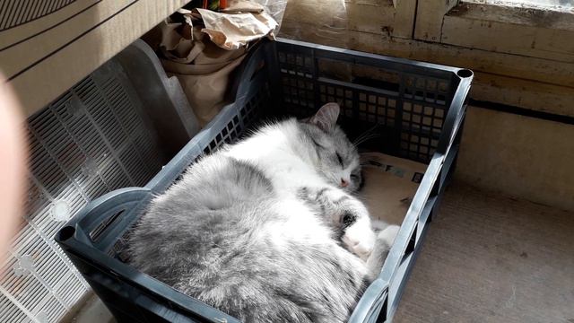 Кот и солнышко! смотреть онлайн