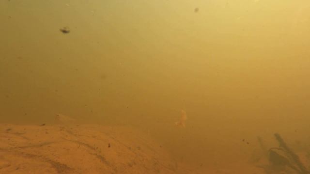 Чаща, река Кременка смотреть онлайн