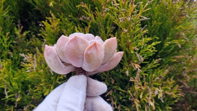 Echeveria Tynie Burger смотреть онлайн