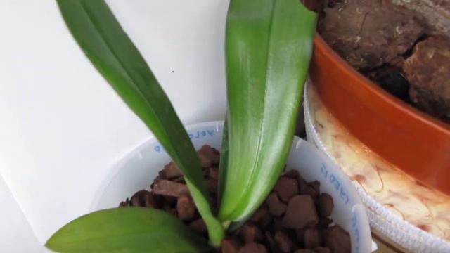 орхидеи 22042018 помогите спасти орхочку смотреть онлайн