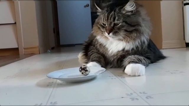 Кот разбивает яйцо ? ???Кошачьи игры) Смешной Сибирский кот Уссури смотреть онлайн