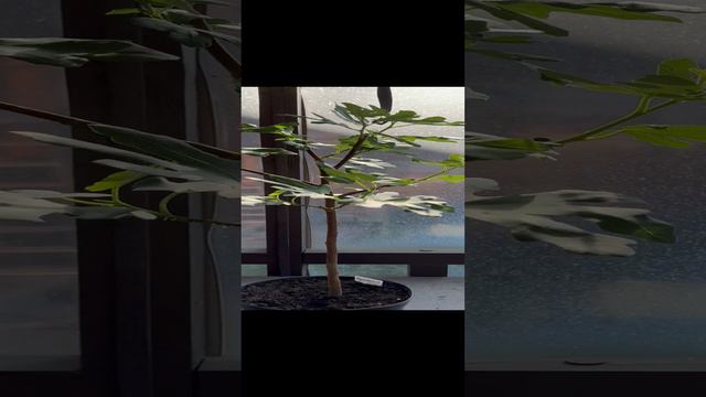 Инжир королевский