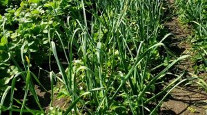 Сорт клубники Генри