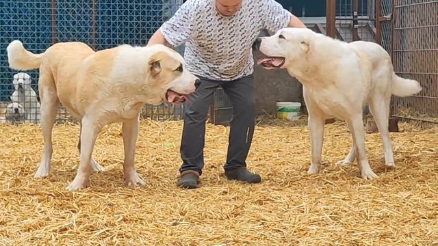 #среднеазиатская РОССИЯ. РОСТОВ-НА-ДОНУ+79034719998 MAKSIM MIHAILOV #волкодав61 #питомник алабай смотреть онлайн