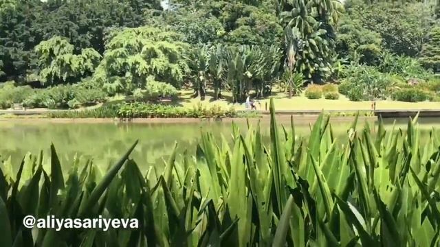 Ботанические сады Сингапура смотреть онлайн