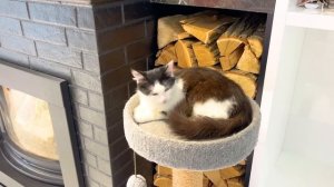 МАМА ПРОТИВ ПАПЫ. КОТЕНОК ПРОТИВ ЩЕНКА. БРОС ШОУ ПЕТ