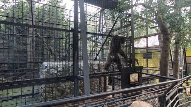 Шимпанзе взбесились в Ялтинском зоопарке Сказка смотреть онлайн