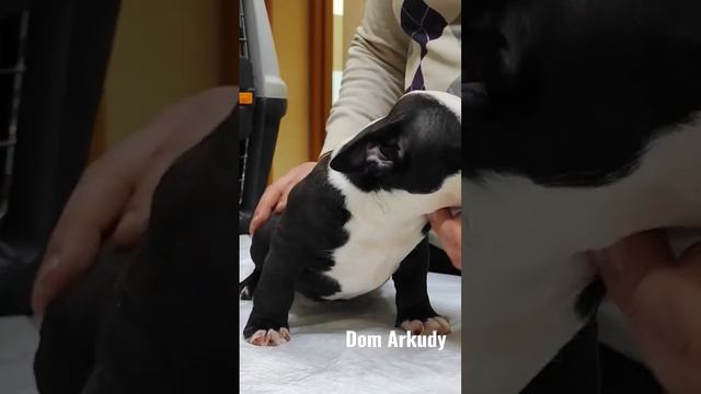 Американский булли микро покет😍 Открыта бронь! 89873020989 смотреть онлайн