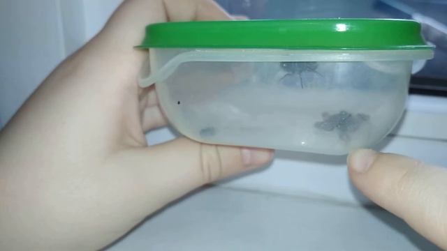 Простейший способ выведения мух на корм муравьям. 2 часть. смотреть онлайн