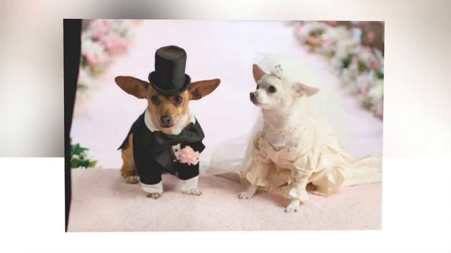 Чихуахуа: как не ошибиться с выбором щенка смотреть онлайн