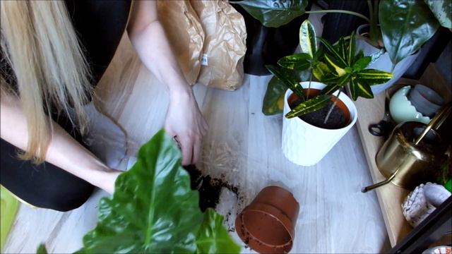 ALOCASIA LOW RIDER смотреть онлайн