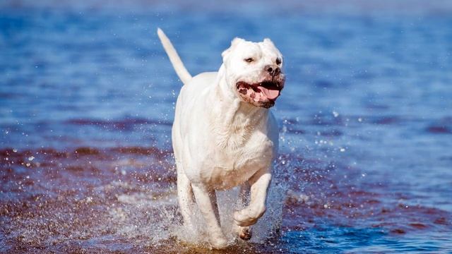 ► Dogo Argentino Breed [2020] Temperament & Training