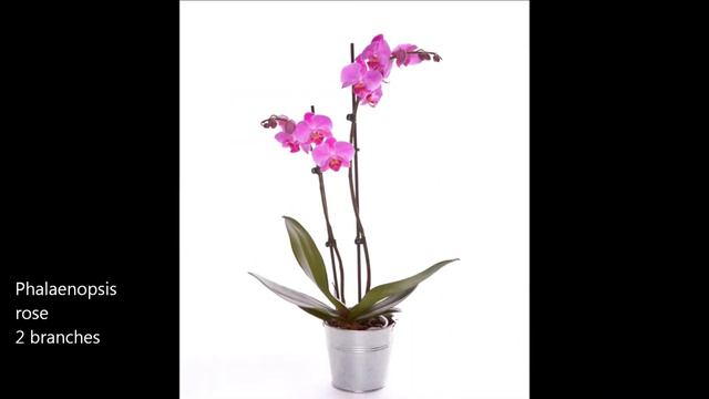 Plante d'intérieur: L'orchidée phalaenopsis смотреть онлайн