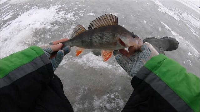 Окуни клюют!!Рыбалка на Волге! смотреть онлайн