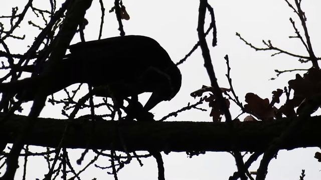 Силуэт. Ворона и орех смотреть онлайн