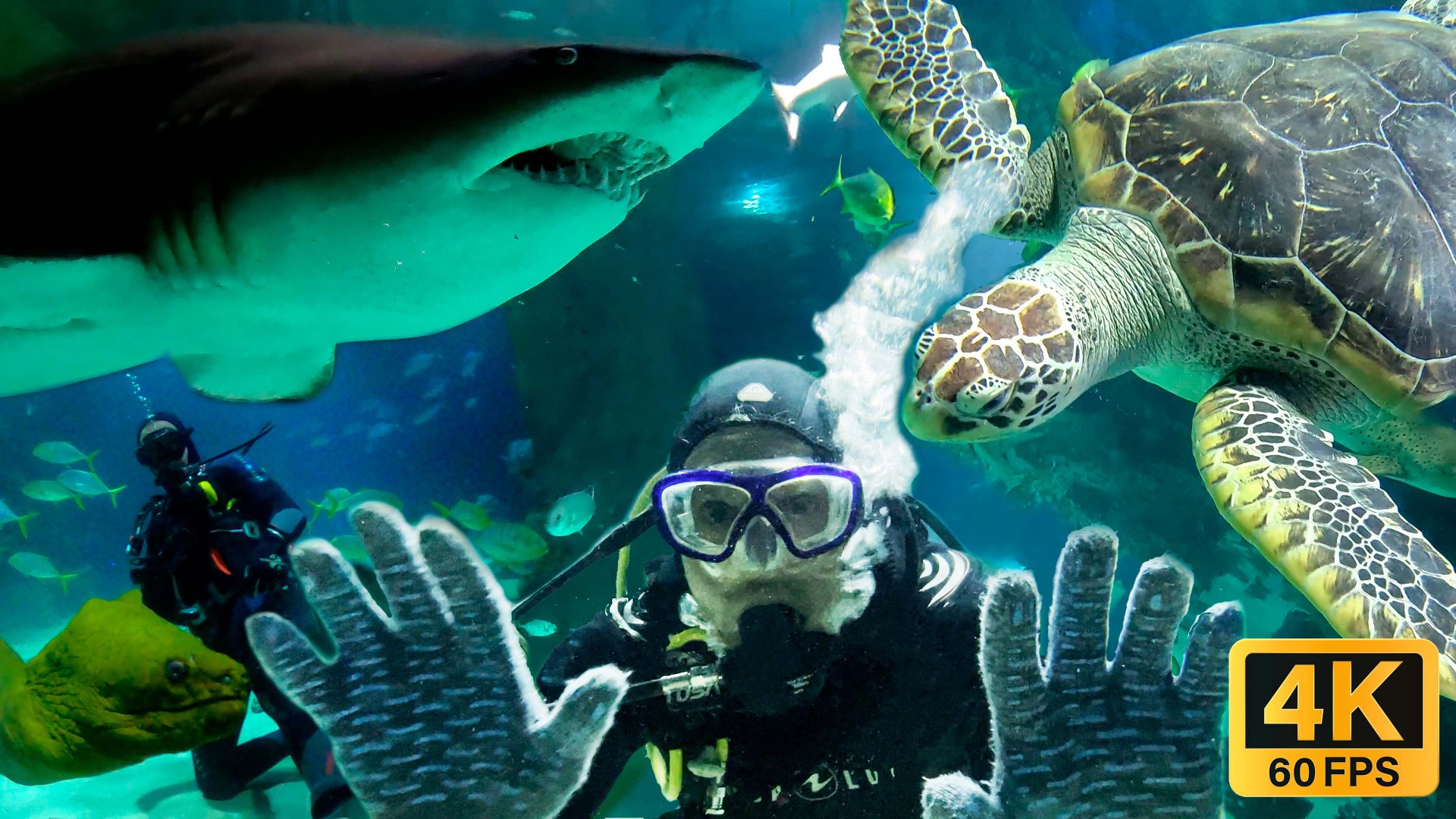 Океанариум на ВДНХ / Я плавал с АКУЛАМИ и МУРЕНОЙ когда напала черепаха / Экстремальный дайвинг смотреть онлайн