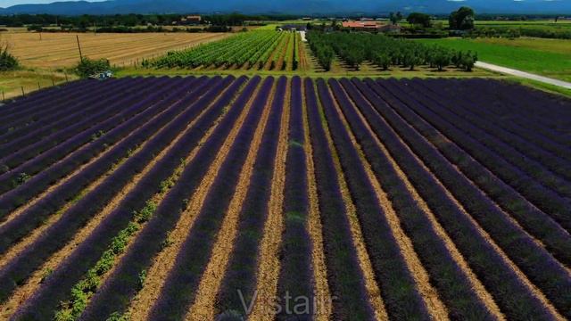 LAVANDA in BOLGHERI 4K смотреть онлайн