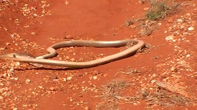 King Brown Snake Vs Blue tongue Lizard смотреть онлайн