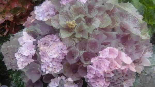 Hydrangea macrophylla Magical Revolution 2016г.
