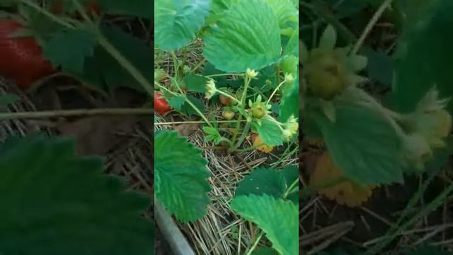 Клубника Гигантелла макси смотреть онлайн