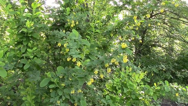 Old Botanical garden. Старый ботанический сад смотреть онлайн