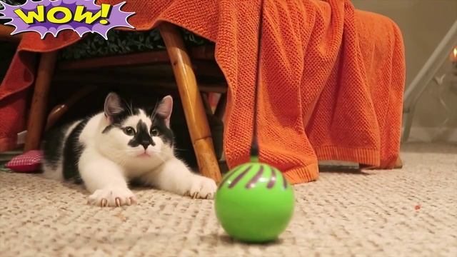 Кошки сходят с ума от этой игрушки? смотреть онлайн