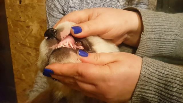 Смотрим зубки 🐶 🤗 - СУРДАН КАРАШ КУРБАШ (ПРОДАЖА +79201504908) смотреть онлайн