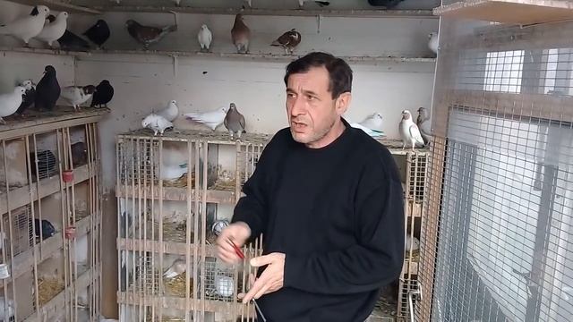 Совет от Гагика 42.Как определить состояние голубей! смотреть онлайн
