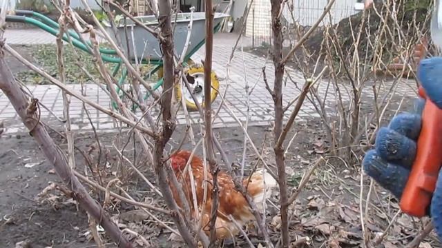 Обрезка красной смородины весной (или осенью) смотреть онлайн