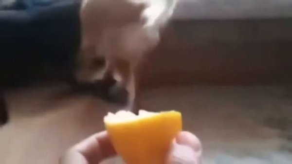 Собаки и лимон