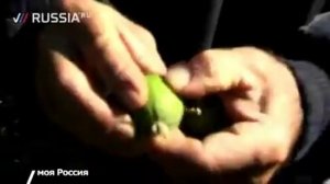 Как выращивают фейхоа в Сочи