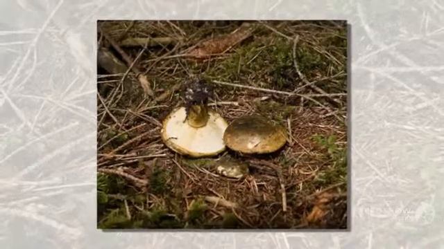 Lactarius turpis - fungi kingdom смотреть онлайн