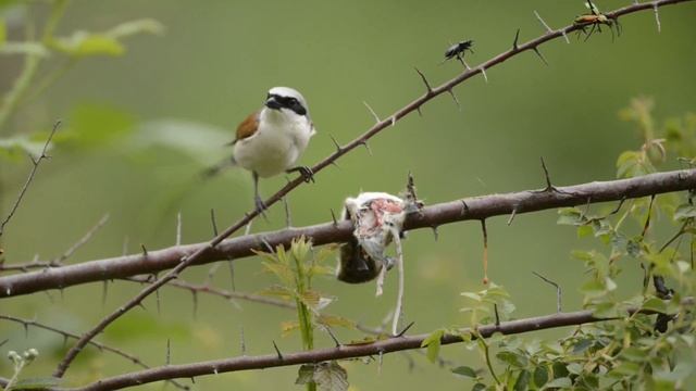 Red backed shrike feeding on mouse смотреть онлайн