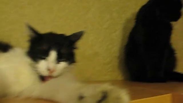 Кошки, лестница, шкаф смотреть онлайн