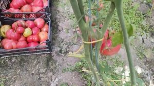 томат бочка меда август 2022 год