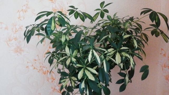 Шеффлера. Уход в домашних условиях. смотреть онлайн