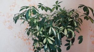 Шеффлера. Уход в домашних условиях.