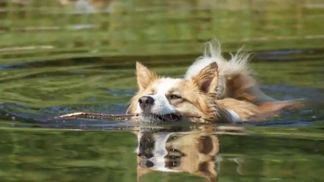 "Рассказы о всякой живности" смотреть онлайн