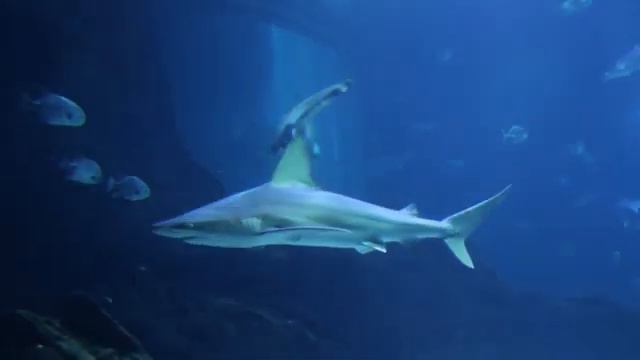 UNDERWATER WORLD, OCEAN смотреть онлайн