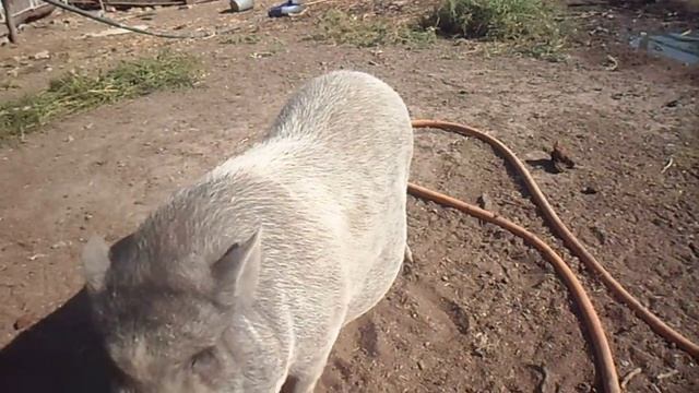 свиноматка вьетнамской свиньи за месяц до опороса смотреть онлайн
