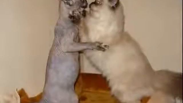 забавное видео про кошек сфинкс смешные кошки смотреть онлайн