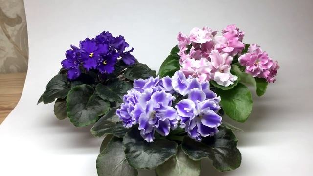 Как я готовлюсь к фотосъемке фиалок. С фотографиями цветов после съемки смотреть онлайн