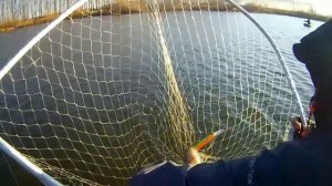 Щуки дуреют от воблеров !Страйк про Инквизитор в деле!