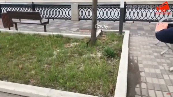 Ezway и его утята