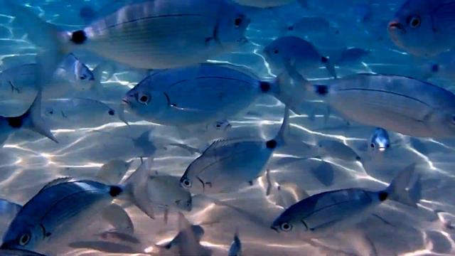 Portinatz Ibiza fish just off the beach смотреть онлайн