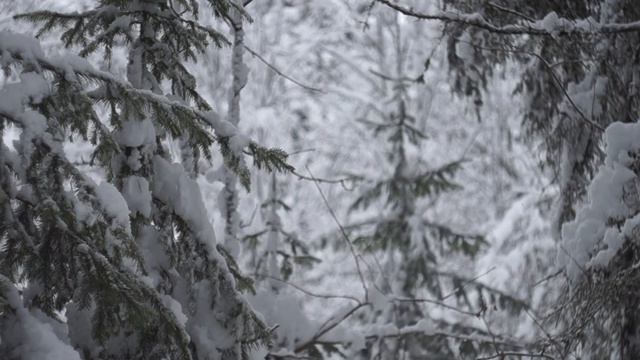 Зимняя Сибирская сказочная тайга/  Fabulous Winter Siberian Taiga