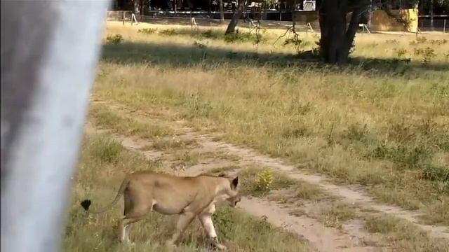 Вот это семейка !!!#Дикие животные#Птицы#Южная Африка смотреть онлайн